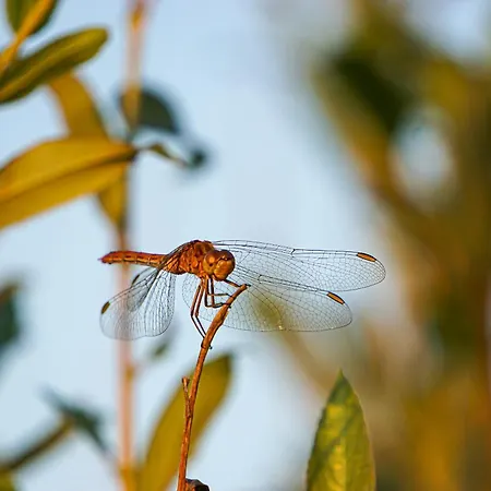 Sonnenhof -hotel Garni- 3*