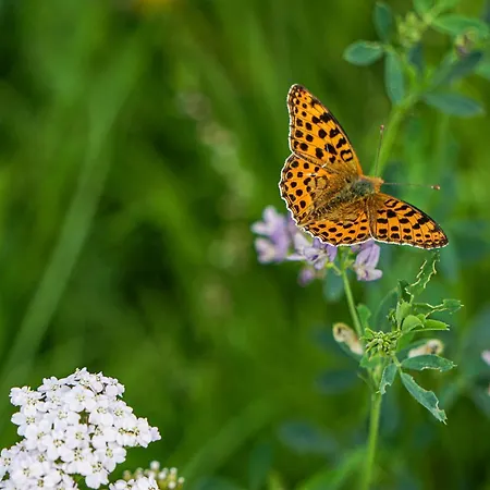 Sonnenhof -hotel Garni-