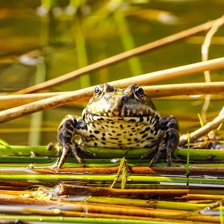 Sonnenhof -hotel Garni-