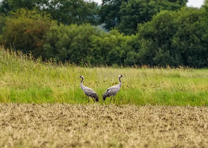 فندق Sonnenhof -hotel Garni- 3*